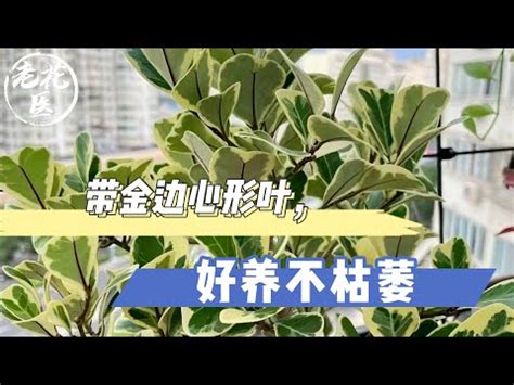 愛心榕 照顧|【愛心榕 照顧】 愛心榕照護指南：從選購到繁殖，打。